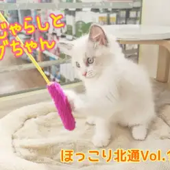 【 ほっこり北通Vol.111 】遊び上手な美猫ラグドールちゃん