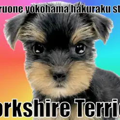 【 ヨークシャーテリア 】わんこ初心者必見！順応性抜群の動く宝石！