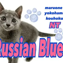 【 ロシアンブルー 】人懐っこさNo.1、スタイリッシュな美ボディキャット