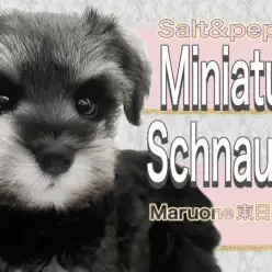 【 ミニチュアシュナウザー 】愛嬌たっぷりなインテリクールビューティー!