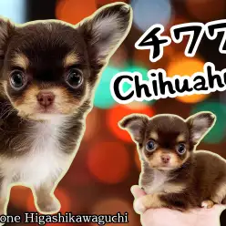 【 チワワ・ロングコート 】小さめサイズ！大人気のチョコタンチワワ女の子が登場！