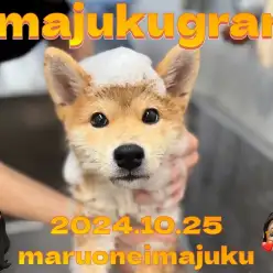 【 イマジュクグラム 】おいどん、初めてのシャンプーですたいっ！柴犬の最新動画