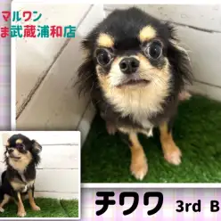 【 チワワ 】生後7ヶ月で体重1.7㎏の小さめな女の子は人が大好きな甘えん坊！