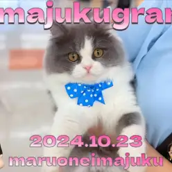 【 イマジュクグラム 】お散歩も出来ちゃうオシャレなラガマフィンちゃまに密着！