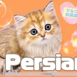 【 ペルシャ 】上品なゴールドの被毛を纏う超超美形キャットが降臨！