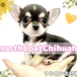 【 チワワ 】マロ眉がチャームポイント！スムースコートの小さめチワワちゃん入店！