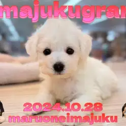 【 イマジュクグラム 】速報！純白のビションフリーゼが横浜今宿店に電撃入店！