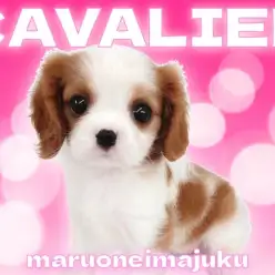 【 キャバリア 】初心者必見！天性の人懐っこさを持つブレンハイムの女の子！