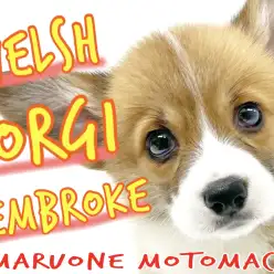【 ウェルシュコーギーペンブローク 】短足わんこは横浜元町のムードメーカー！