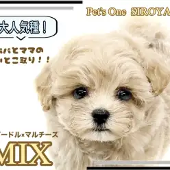 【 MIX 】いいとこどりのMIX犬!プーマルちゃんがやって来たよ!