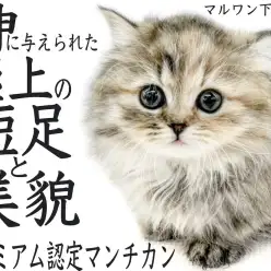 【 マンチカン 】長い被毛に隠れる程の短足！プレミアム認定のハイクラス猫をご紹介