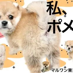【 MIX・ポメ柴 】きつね？たぬき？私、ポメ柴！良いとこ取りのレア度高めな女の子