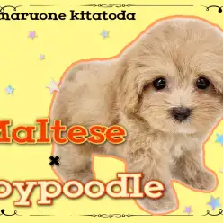 【 MIX 】マルチーズとトイプードルのハーフ犬！マルプーの女の子が埼玉に登場！