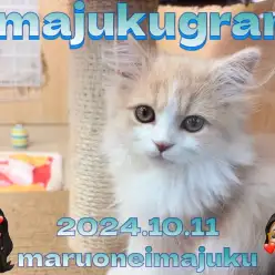 【 イマジュクグラム 】美男子の毛繕いに密着！サイベリアンの最新動画大公開！