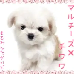 【 マルチーズ×チワワ 】むっくり小さめボディの激甘えんぼミックス犬が降臨！