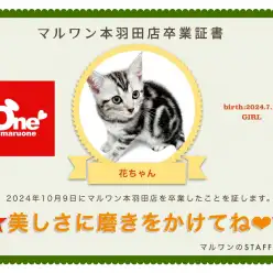 【 卒業記念 】アメショの花ちゃん卒業おめでとう！今までの感謝を込めて〜卒業ブログ〜