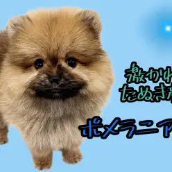 【 ポメラニアン 】たぬき顔オレンジポメラニアンが登場！可愛らしい容姿にご注目