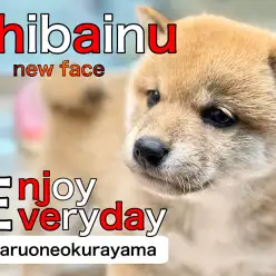 【 柴犬 】はじめまして！柴犬王国にやってきた赤毛のフレンドリーガール！