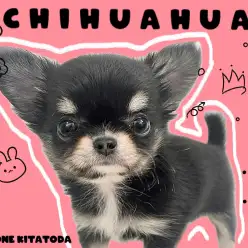 【 チワワ 】超小柄サイズ！一目ぼれすること間違いなしのプレミアムわんこ