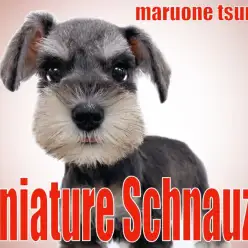 【 ミニチュアシュナウザー  】従順であり愛情深くとても親しみやすい女の子！