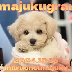 【 イマジュクグラム 】温厚代表MIX犬！ビションプーちゃまのお手入れに密着！