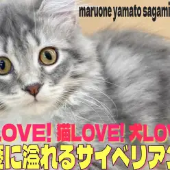 【 サイベリアン 】温厚な性格で猫、犬とも多頭できる抱っこ大好き2ndブログ!