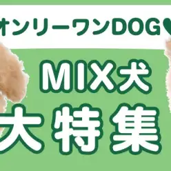 【 MIX犬特集 】10/10現在在店中のオンリーワンコ！最新動画は必見！