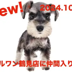 【 ミニチュアシュナウザー 】新たに仲間入り！ソルト＆ペッパーの女の子！！