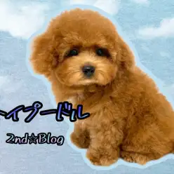 【 トイプードル 】胴長短足ドワーフ体型ぷーちゃんの激かわルックスを大公開！