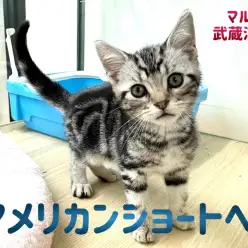 【 アメリカンショートヘア 】 シルバータビーの柄がくっきり出てる綺麗なイケメン君