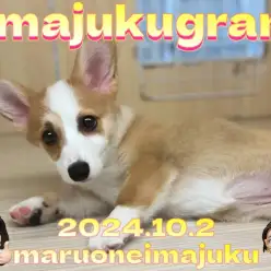 【 イマジュクグラム 】短い手足と魅惑の桃尻!コーギーの女の子!最新動画付き!