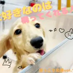 【 ほっこり北通Vol.116 】おすわり待てもできるよ！癒し系ダッちゃん