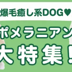 【 ポメラニアン特集 】10/31現在在店中の爆毛癒し系！最新動画は必見！