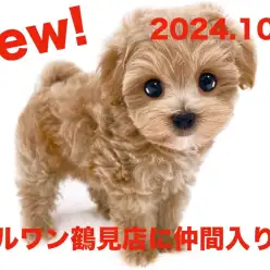【 MIX 】新たに仲間入り！トイプードルとマルチーズのMIXマルプーの女の子！！