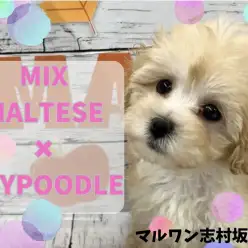 【 MIX 】人懐っこさはピカイチ！被毛が抜けにくい大人気なマルプーちゃん！