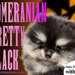 【 ポメラニアン 】奇跡のプレミアム黒タヌキ！ブラック＆タン小さめの男の子！