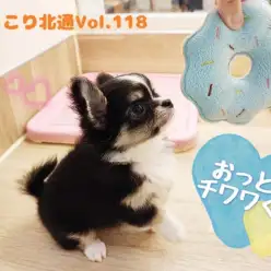 【 ほっこり北通Vol.118 】おっとり人懐っこいチワワくんが仲間入り！