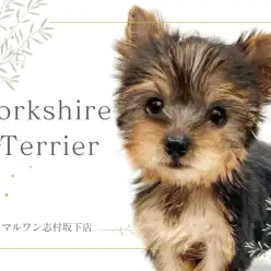 【 ヨークシャーテリア 】宝石のように魅力溢れるお姫様！ヨーキーちゃんのご紹介！