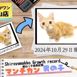 【 マンチカン 】城山っ子成長報告！2024年10月29日