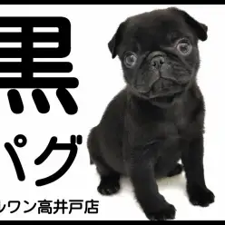 【 パグ 】最上級にかわいいお顔の黒パグが東京都杉並区に襲来!!