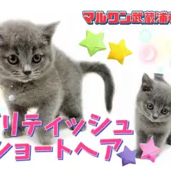 【 ブリティッシュショートヘア 】丸顔が可愛い男の子！可愛さを追求します！