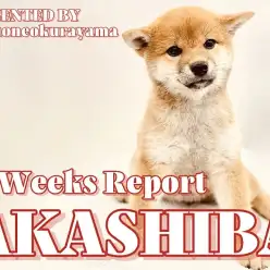 【 柴犬 】ポテンシャル高め!ただただ可愛いくま顔フェイスの成長リポート!