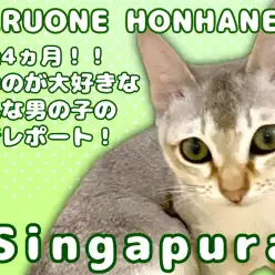 【 シンガプーラ 】生後4ヵ月の遊ぶのが大好きな元気な男の子の密着レポート！