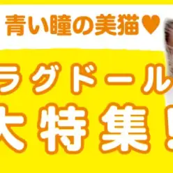 【 ラグドール特集 】10/10現在在店中の青い瞳の美猫！最新動画付き！