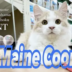 【 メインクーン 】シャンプーも出来ちゃう！大らかな性格なメインクーン！