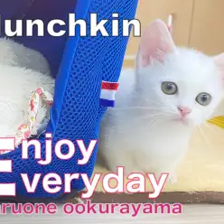 【 マンチカン 】冬支度始めました！ドームベッドで快適に過ごそう！