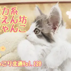 【 ほっこり北通Vol.120 】脱力系甘えん坊にゃんこメインクーンちゃん