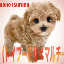 【 MIX 】1stに続き、トイプードルとマルチーズのMIXマルプーの女の子！！