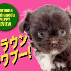 【 チワプー 】トイプードルとチワワから誕生したブラウンカラーの女の子が登場！