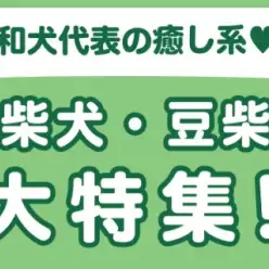 【 柴犬・豆柴特集 】10/3現在在店中の柴犬・豆柴ちゃんをご紹介！最新動画付き！